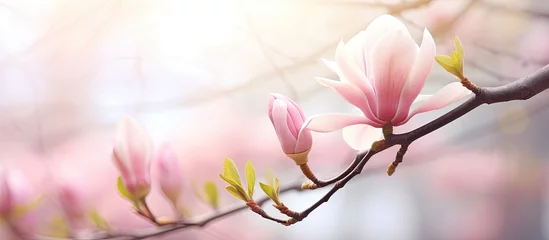 Fototapeten Pink magnolia bud in the park in springtime Natural blurred background Shallow depth of field Closeup Copy space Toned image © Gular