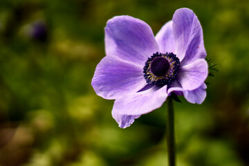 Closeup of a single purple anemone flower and a flower bud at Butchart Gardens, Victoria, BC.