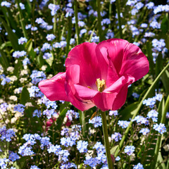 Closeup of a bright pink tulip in a bed of small blue flowers at Butchart Gardens, Victoria, BC.