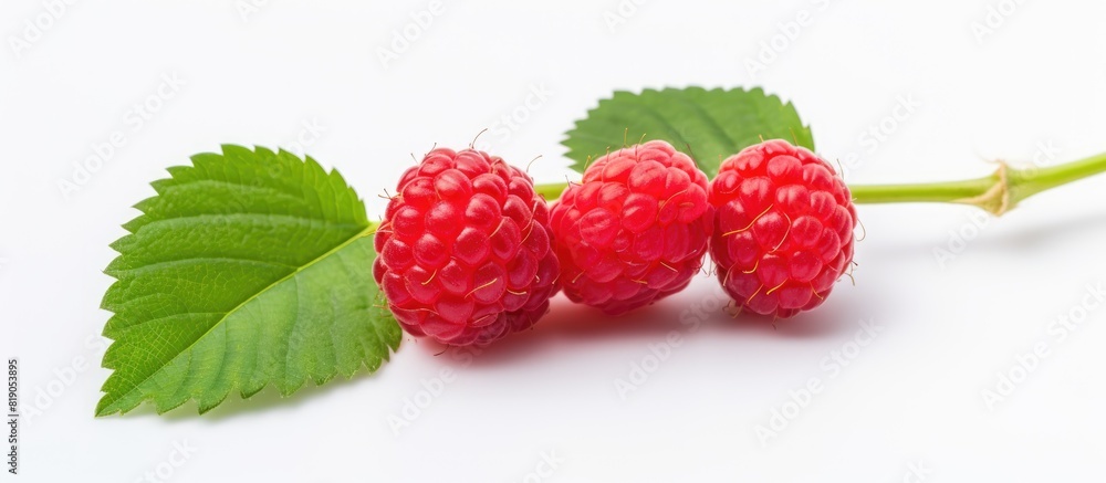 Poster a fresh raspberry branch on a white background creating a copy space image