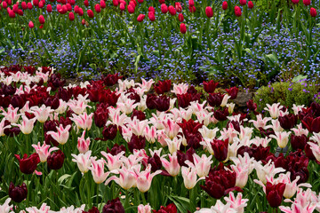 A bed of unique red and pink tulips, and tiny blue forget-me-nots at Butchart Gardens, Victoria, BC.