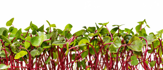 Fresh Microgreen Red Radish Sprouts on White Background