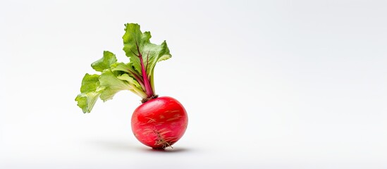 Fresh red radish on a white background. copy space available