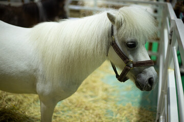 dwarf Miniature horse show in public event exhibition hall