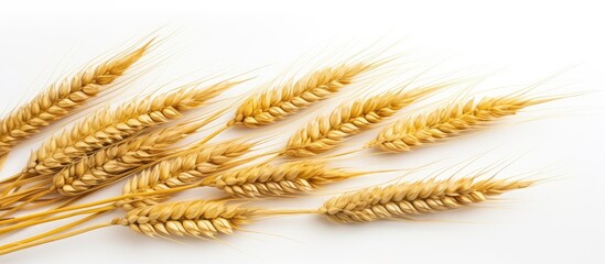 Wheat spikelets on a white background Natural spikelets of bread wheat. copy space available