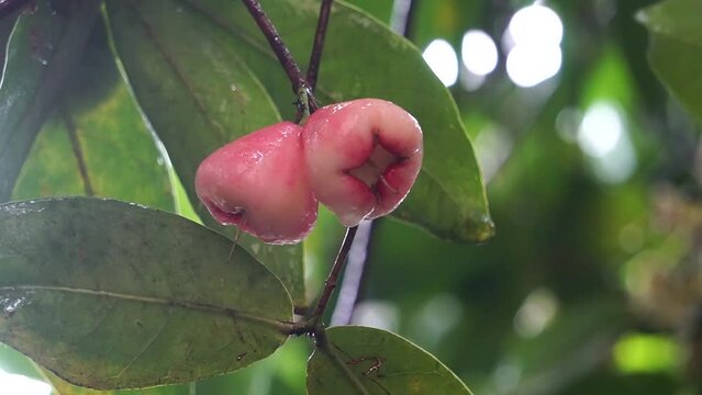 Jambu Java apple (Syzygium samarangense) On a windy rainy day
