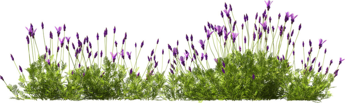 lavender blooming plants hq arch viz cutout bush shrub