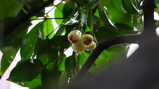 Green jambu tree Java apple On a windy rainy day