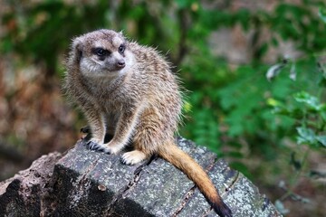 Fototapeta premium meerkat on guard