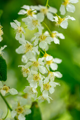 Blooming branch of white bird cherry, in warm colors