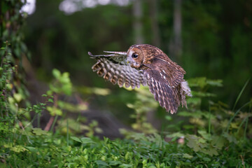 The barn owl flies through the forest and hunts.