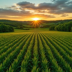 Aerial drone view of agricultural fields of wheat , corn and other in sunny summer day Countryside landscape Germany Please provide high-resolution