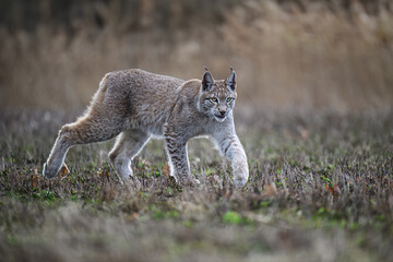 The lynx cub runs across the meadow and would like to play.