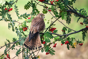 The kestrel sits on a goiter with rowanberries and rests.