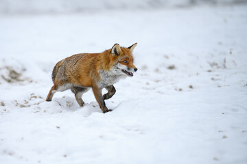 A fox follows a trail in the snow.