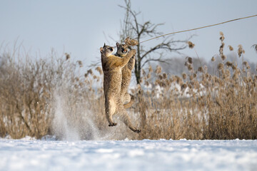 The cougars are playing in a snowy meadow.