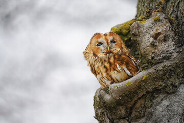 The owl looks out from the hollow of the tree and observes the surroundings.