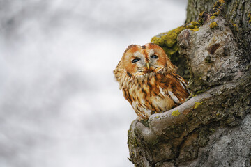 The owl looks out from the hollow of the tree and observes the surroundings.