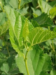 Fresh green leaves of young plant.World environment day 5 June 