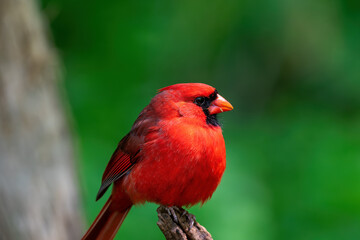 Bright red male cardinal during Spring migration. They are in the family Cardinalidae, and are passerine birds found in North and South America.