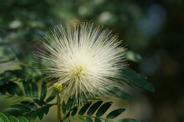 Calliandra haematocephala, with its eye-catching flowers and lush foliage, is an excellent choice for adding a tropical touch to gardens and landscapes in suitable climates.