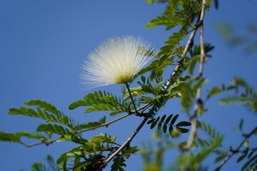 Calliandra haematocephala, with its eye-catching flowers and lush foliage, is an excellent choice...