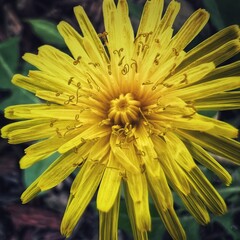 yellow flower
