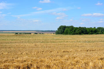 Obraz premium a field of wheat with a blue sky and trees in the background copy space