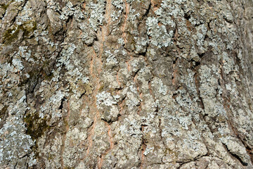 a tree trunk with lichens on it and a moss growing on it 