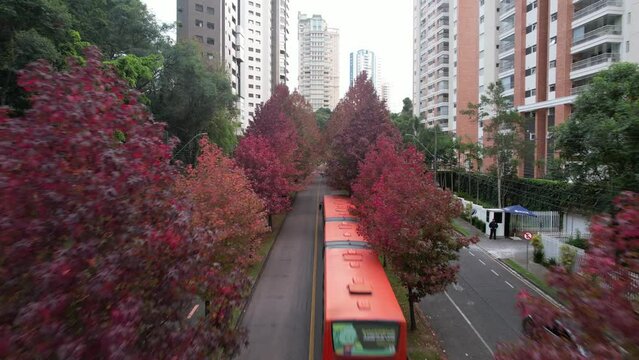 Rua conhecida como Rua do Outono em Curitiba Paran&aacute;, imagens feitas com drone das lindas arvores da esta&ccedil;&atilde;o do outono em Curitiba