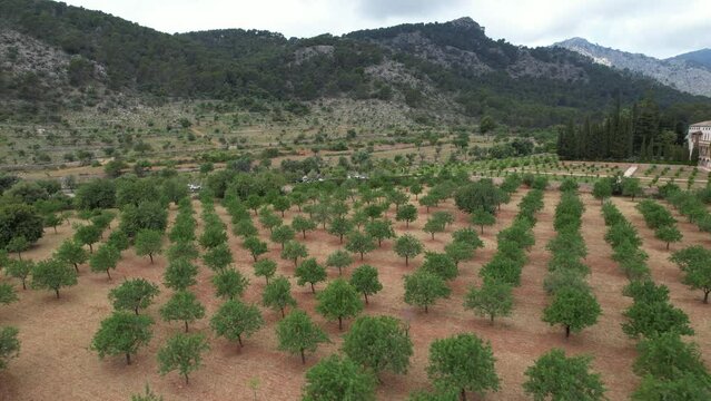 Aerial View of Field of Trees