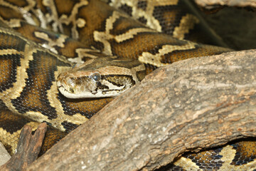 Close up Head big burmese python snake in body on stick tree at thailand