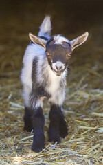 Curious 10-Days-Old Pigmy Goat Kid in an Animal Pen.