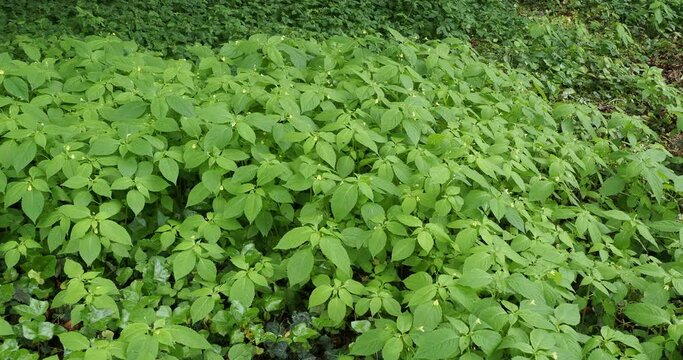 (Impatiens parviflora) Green carpet of small balsam or small-flowered touch-me-not. Elliptical foliage, acuminate on long petioles, toothed blades as ornamental plant in a damp shady place
