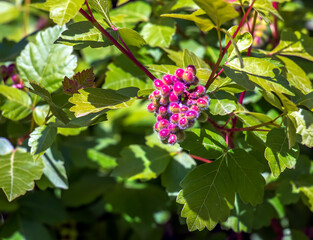 Fruit of Skunkbrush Sumac, also known as Rhus trilobata. The fruits are edible and have tart flavor reminiscent of lime