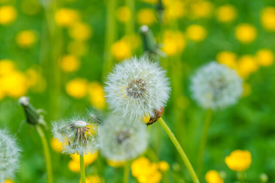 Fototapeta A field with dandelions and vibrant yellow flowers blooming amidst the grass