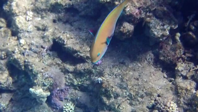 Heavy-beak Parrotfish - Chlorurus gibbus has teeth resembling parrot beak, it can change body coloration during life cycle from yellow in females to blue in males, inhabits coral reefs in the Red Sea