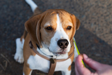 Beagle puppy looking up. Pet portrait indoors.