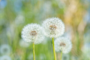 A field with dandelions and vibrant yellow flowers blooming amidst the grass