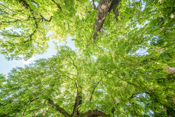 Observing a tree with lush green leaves under a clear blue sky