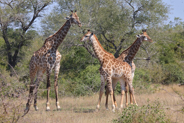 Giraffe / Giraffe / Giraffa camelopardalis