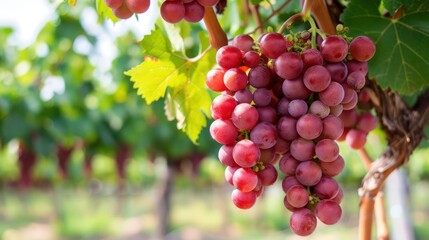 Close-up image of a bunch of ripe red grapes on the vine with sunlight filtering through the leaves in a vineyard