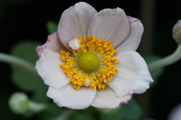 Anemone hupehensis, commonly known as the Japanese anemone, Chinese anemone, or Japanese thimbleweed, is a herbaceous perennial plant that belongs to the Ranunculaceae family.|打破碗花花|野棉花