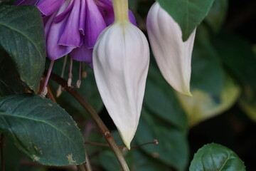 Fuchsia hybrids are a group of popular and visually striking ornamental plants belonging to the genus Fuchsia, which is part of the Onagraceae family. |吊鐘花