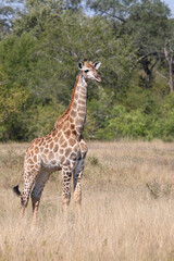 Giraffe / Giraffe / Giraffa camelopardalis