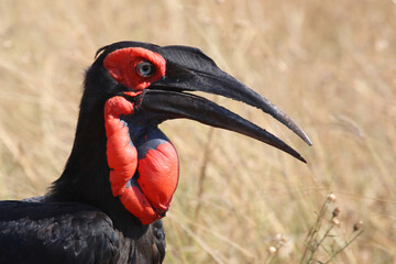 Kaffernhornrabe / Southern ground hornbill / Bucorvus leadbeateri © Ludwig