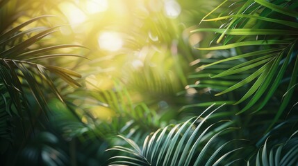 Fototapeta na wymiar Tropical Forest With Sunlight Streaming Through Leaves