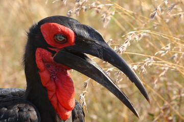 Kaffernhornrabe / Southern ground hornbill / Bucorvus leadbeateri