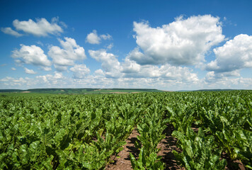 rows of green shiny leaves in sugar beet field, beautiful sky with clouds