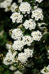 Spiraea Wangutta flowers summer flowering bush
